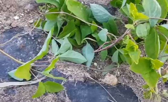 더덕씨앗 파종 시기와 키우는 방법 1