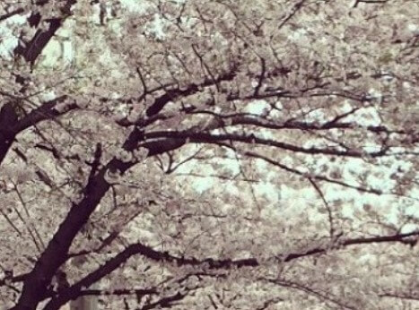 제주도-벚꽃-개화시기-7