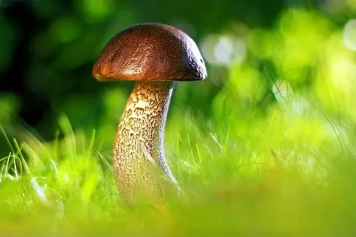 변비에좋은음식-버섯