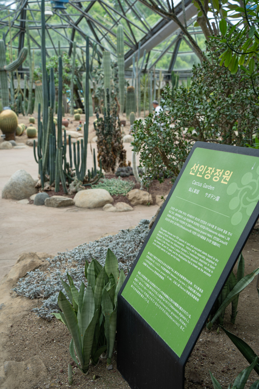 여미지 식물원 선인장 정원