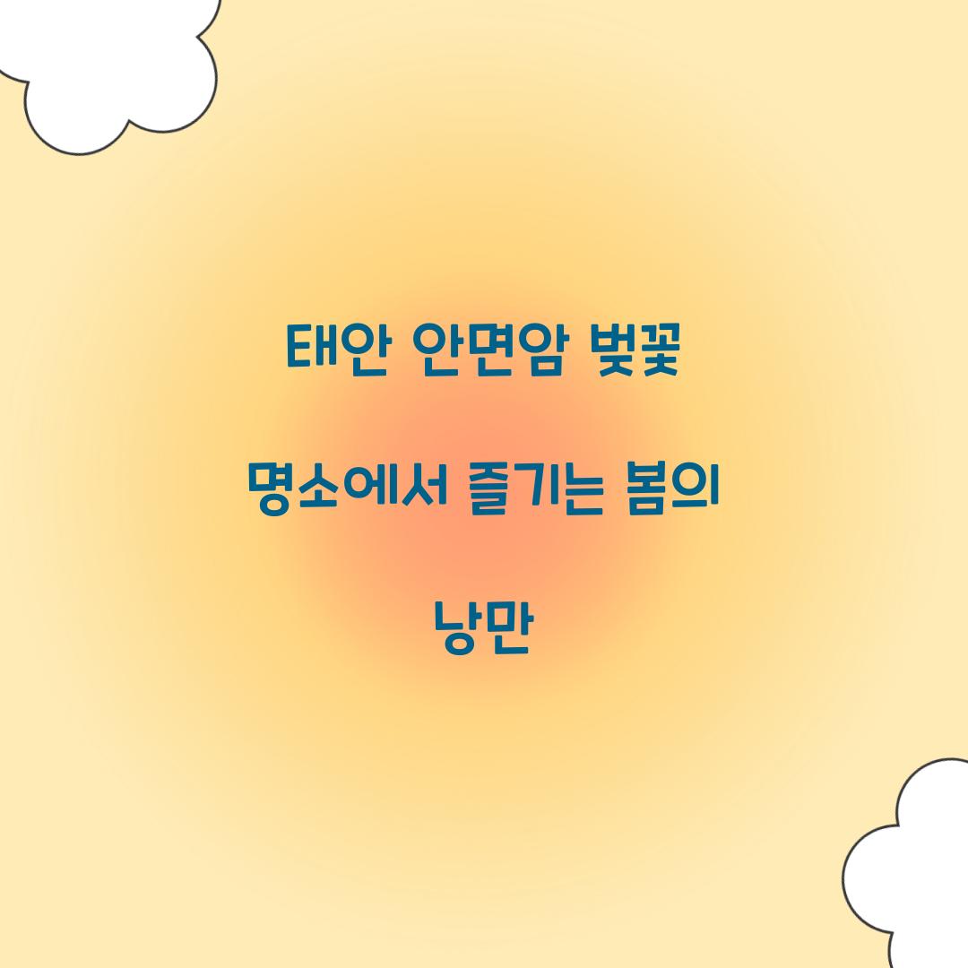 태안 안면암 벚꽃 명소