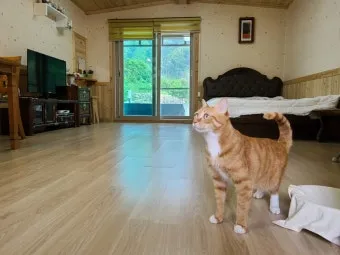 고양이 펜션, 동반가능, 일곱번째고양이 펜션_30