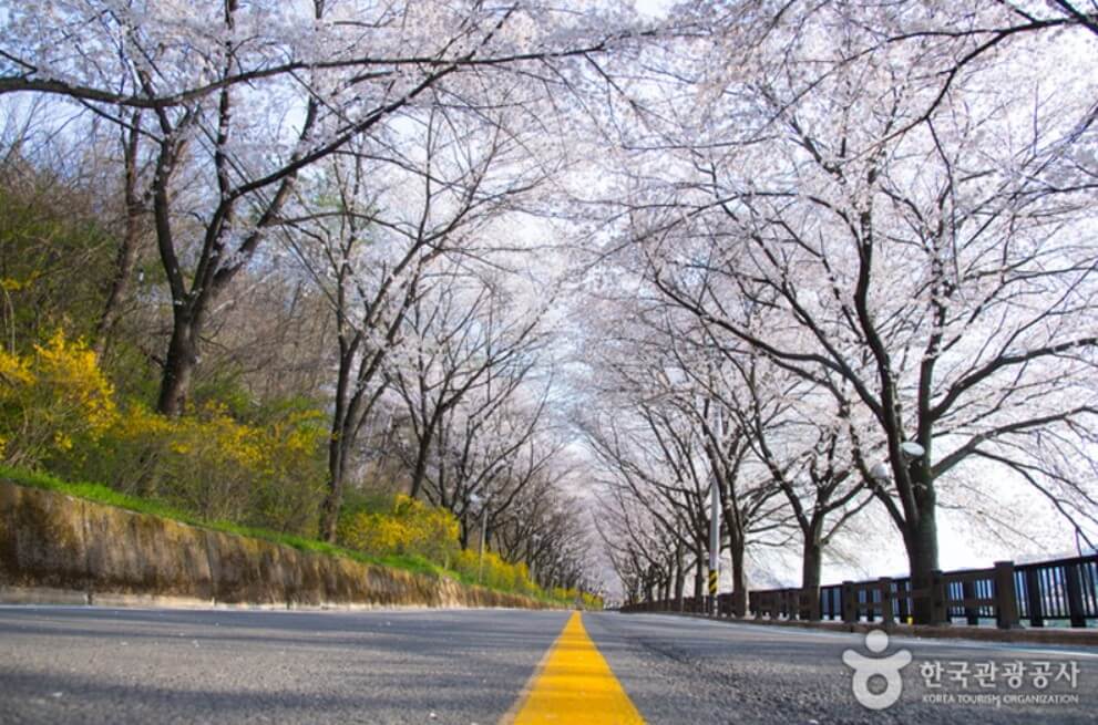 구례 섬진강 벚꽃길