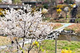 제 6회 양재천 벚꽃 축제 기본일정과 프로그램 소개