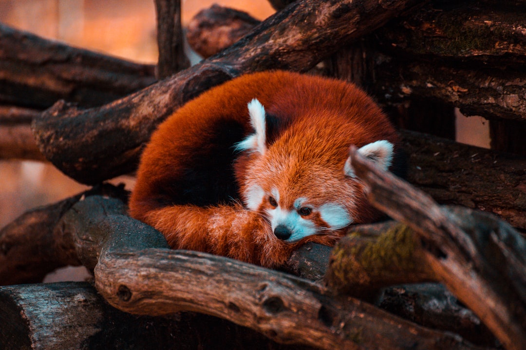 Panda.