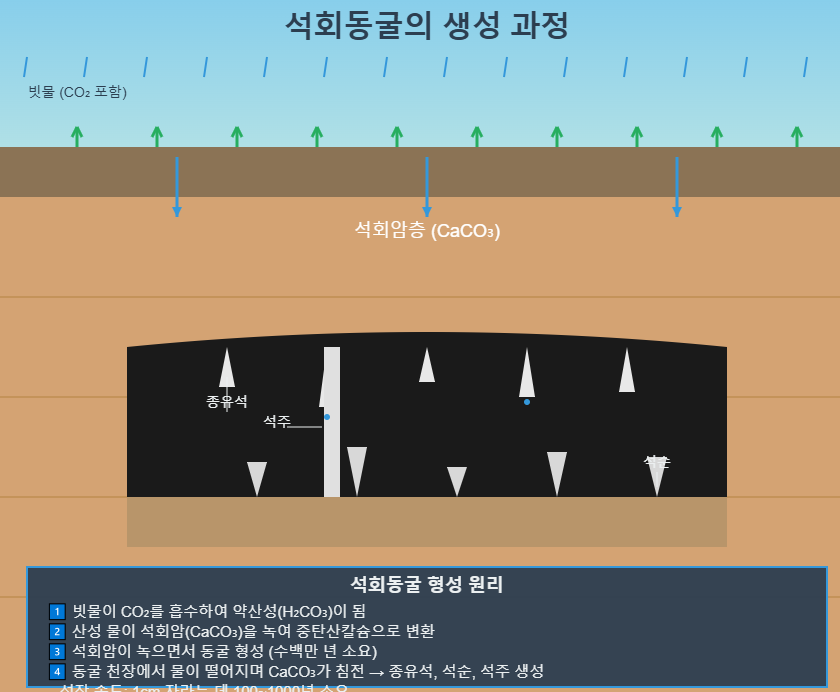 석회동물의 생성 과정