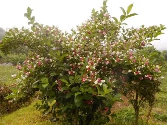 병꽃 무늬병꽃 삼색병꽃 붉은병꽃 아름다운 꽃 종류_5