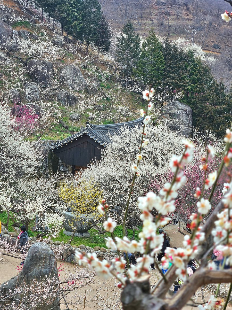 광양매화축제