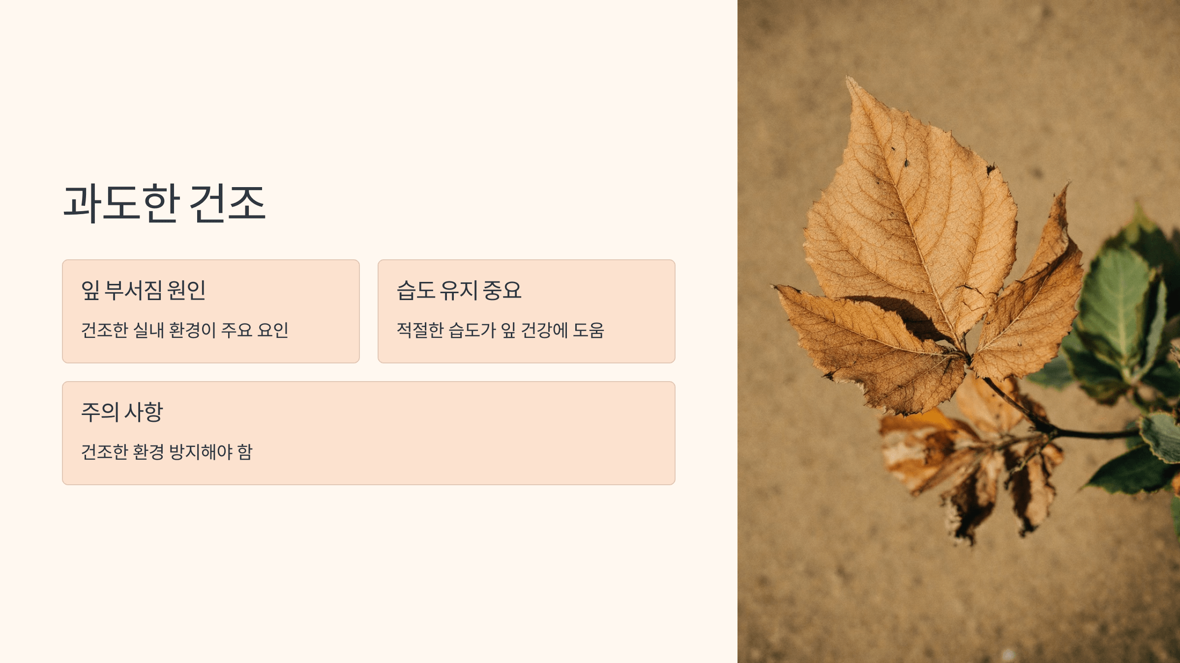 율마와 관련된 사진입니다.