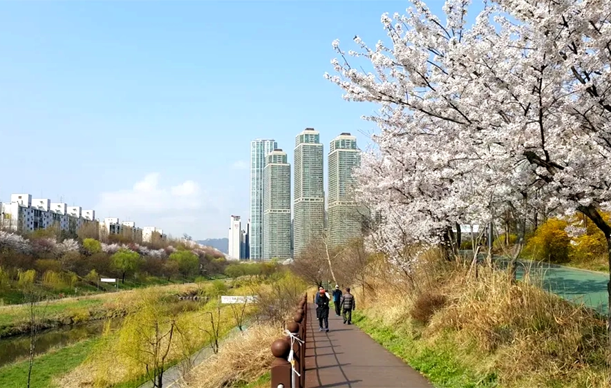 양재천 봄 벚꽃 나들이