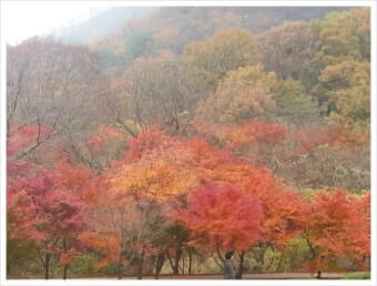 단풍