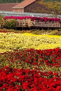 제19회 거제섬꽃축제 2025 – 국화향기 속으로 떠나는 섬의 가을