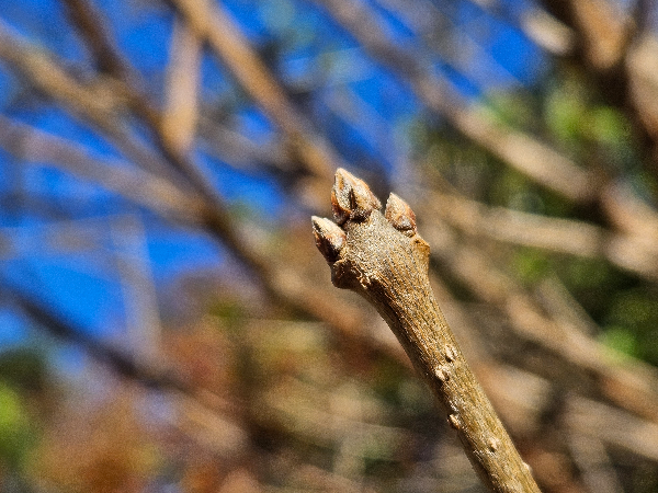 이팝나무 겨울눈