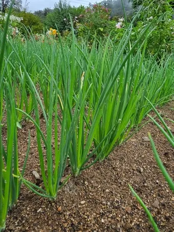 텃밭 부추 쪽파 재배 다년생 관리 수확주기 웃거름 월동_7