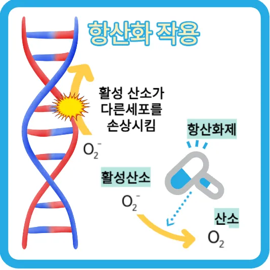 항산화 작용