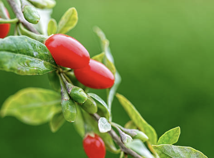 구기자 효능 부작용 구기자차 끓이는 법 총정리(최신)