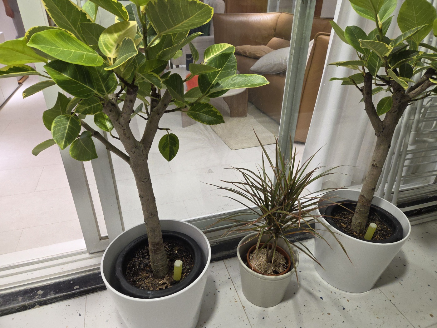 새로 구입한 화분들