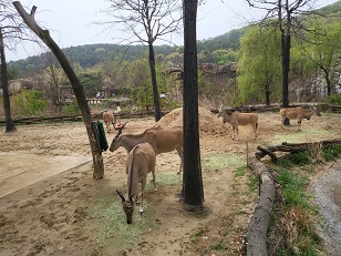 에버랜드 스마트줄서기