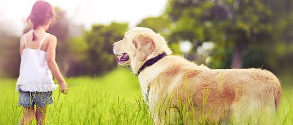 노을 반려견 캠핑장