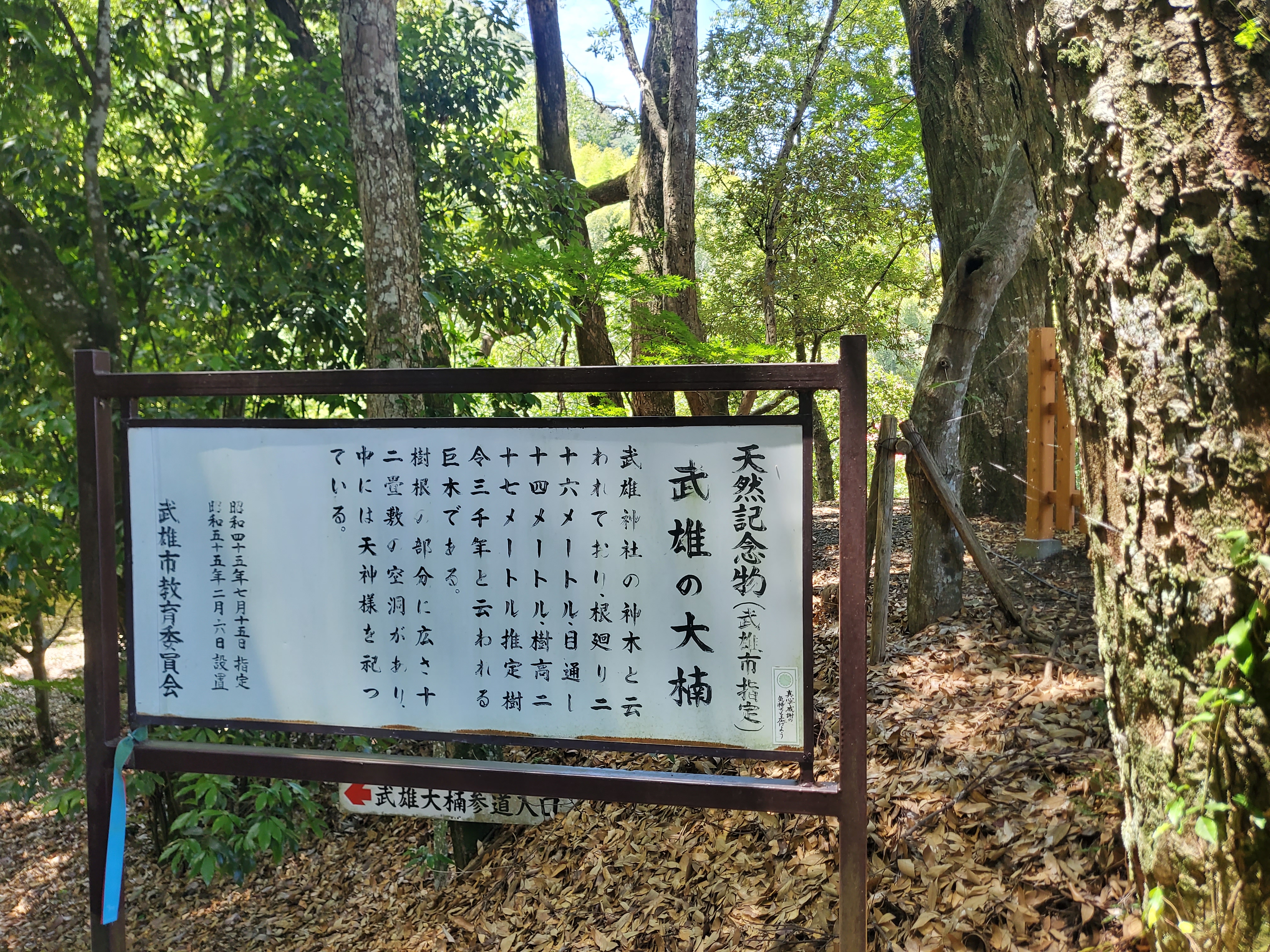 타케오신사
3000년 된 녹나무 일본천연기념물