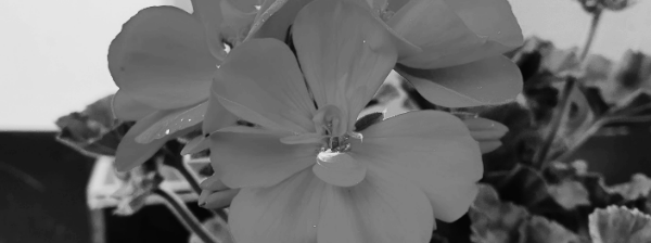 제라늄 키우기: 햇빛 (하루 최소 4시간 이상)