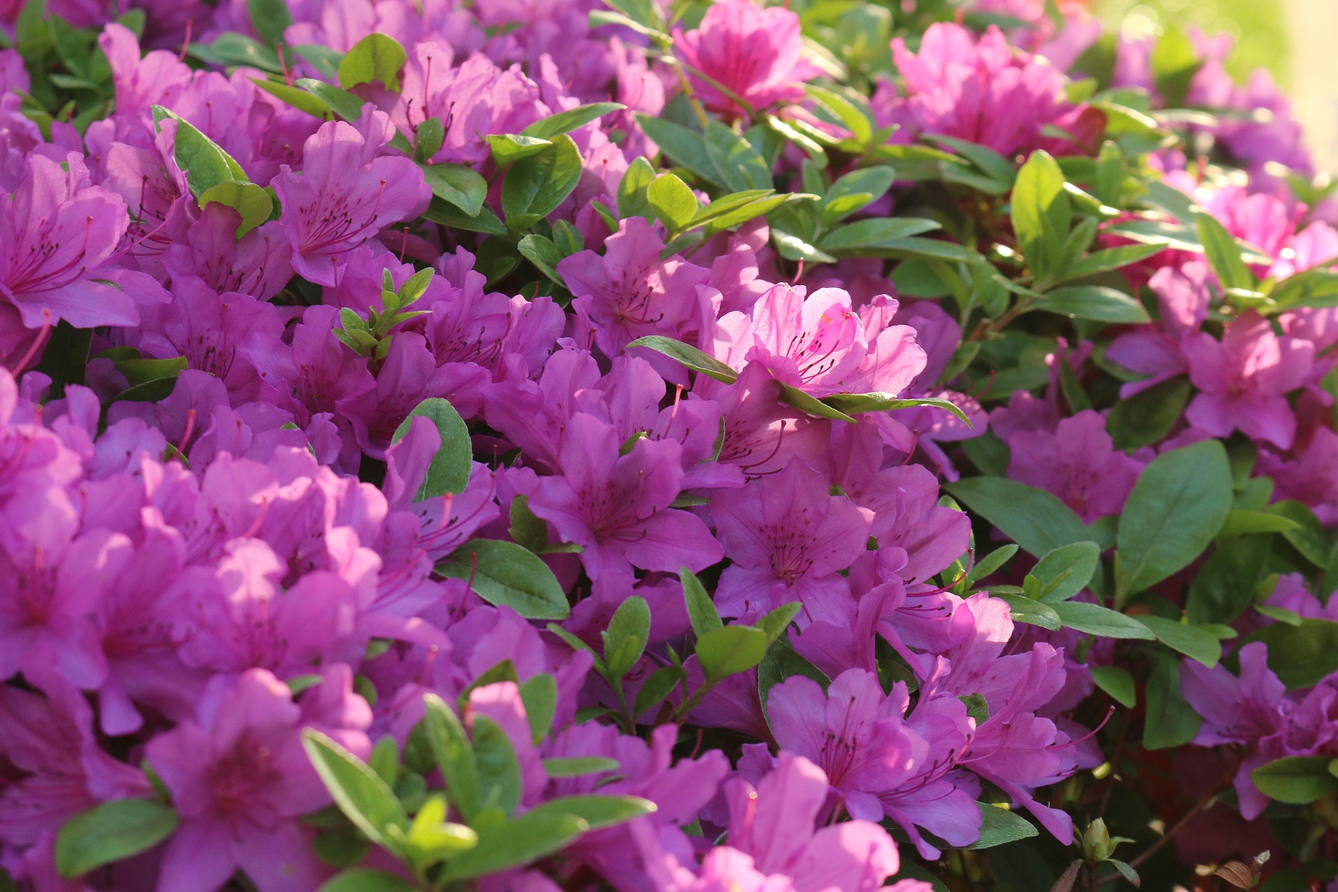 산청황매산철쭉제