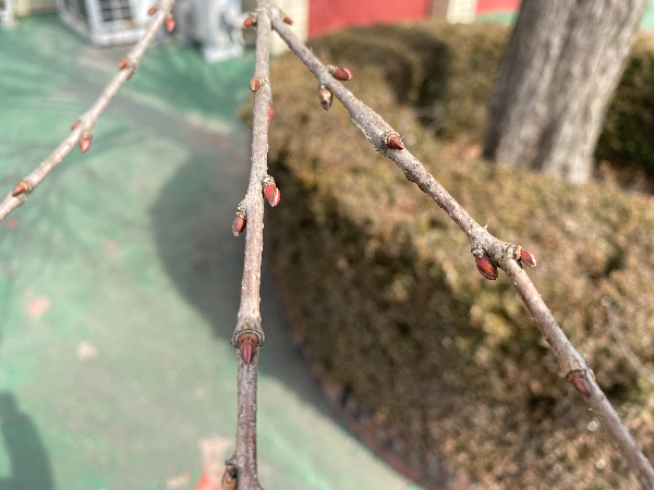 계수나무 겨울눈