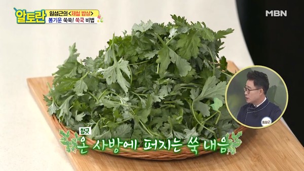 봄나물종류와효능 냉이 달래 쑥 두릅 씀바귀 머위 돌나물