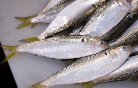 전어 효능 및 부작용