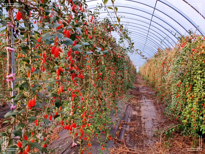 경북 예천 구기자엿 파는 곳 전국 택배 온라인 전화 주문 추천