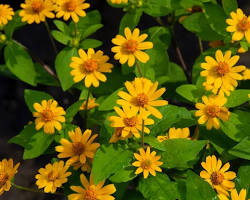 멜람포디움 이미지 사진