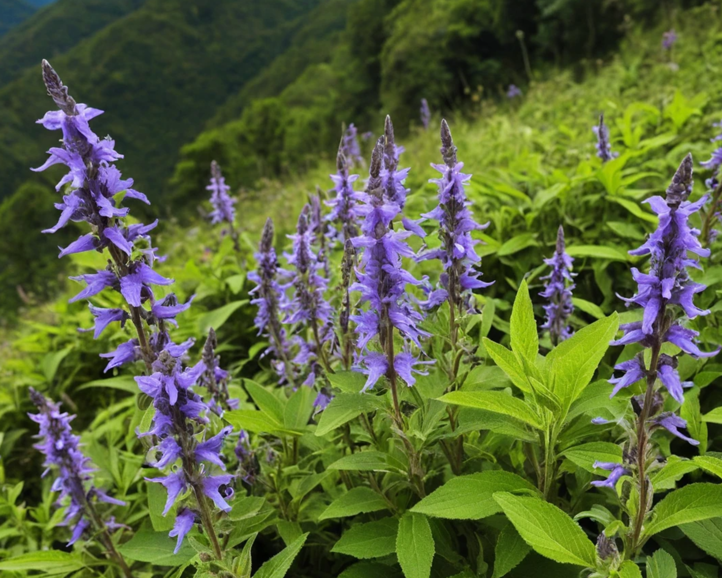 단삼의 효능 사용법, 주의사항