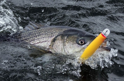 미노우를 물고 나온 감성돔의 모습