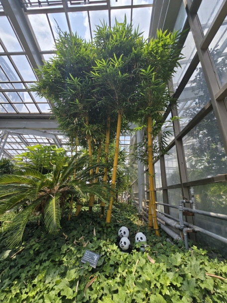 황죽, 노란색 대나무