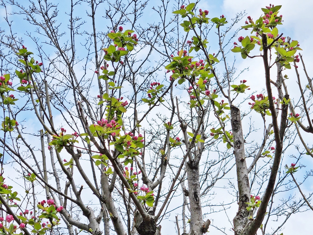 서부해당(꽃아그배나무)
