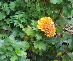 겨울 길가에 보이는 꽃화분 동국 국화