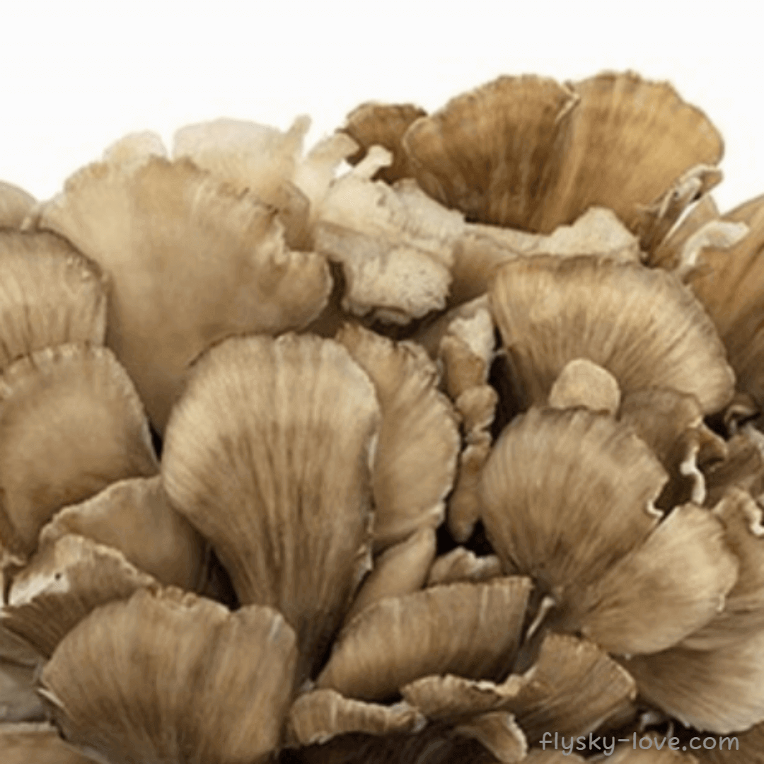 잎새버섯 고르는 법