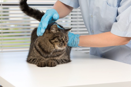 고양이와 수의사.