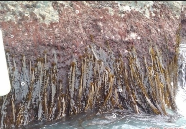 -맹골도-자연산-돌미역