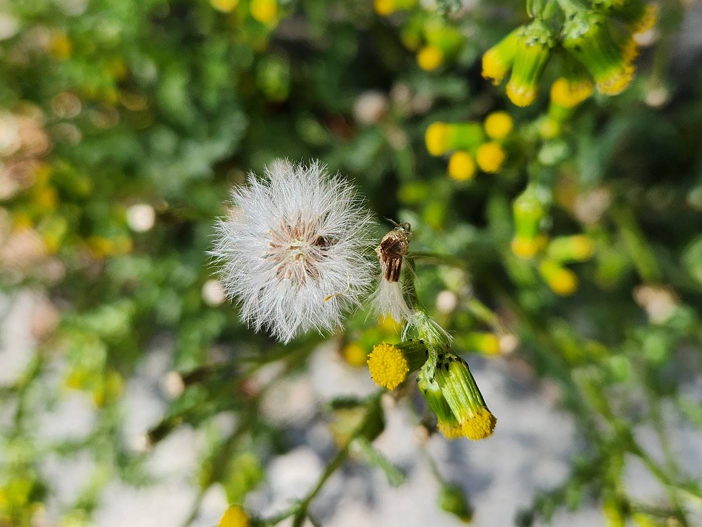 개쑥갓(들쑥갓)