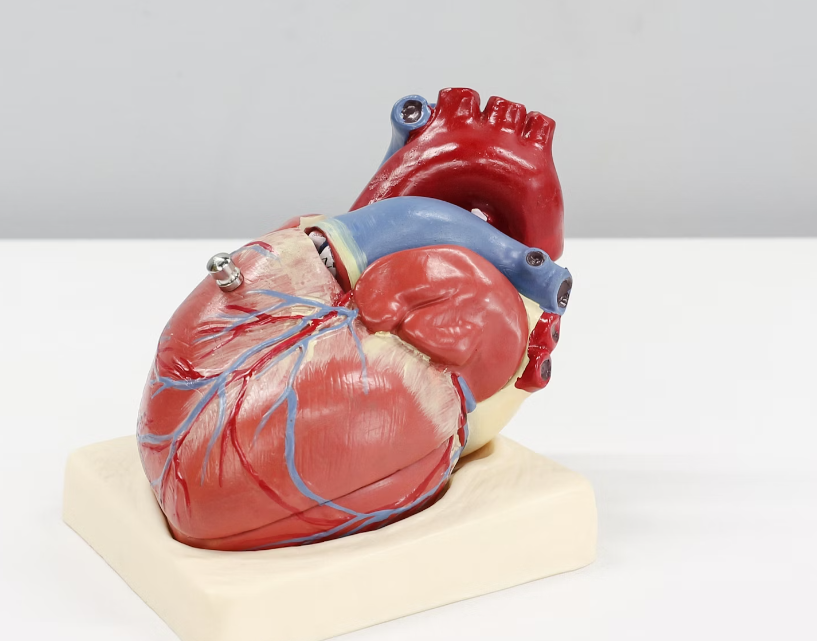 차가버섯 환 효능 : 심혈관