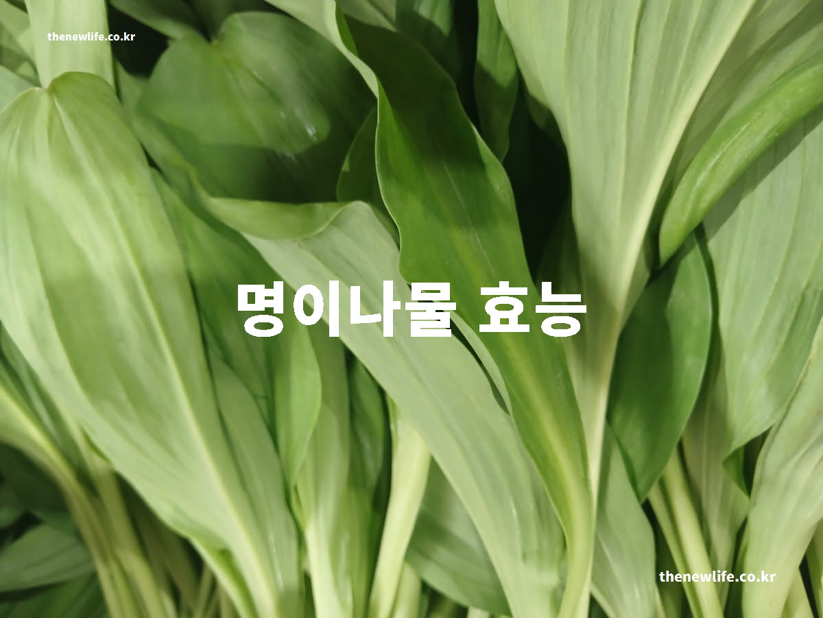 명이나물 효능 대표 실사진