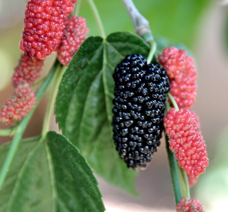 복분자 영어로 오디 산딸기 영어 표현 블랙배리 차이 총정리2