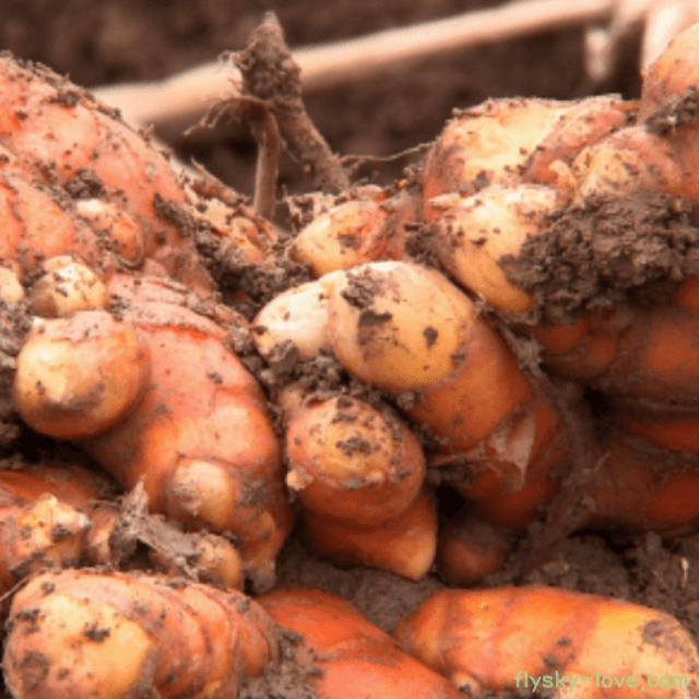 해독의 제왕으로 불리는 울금