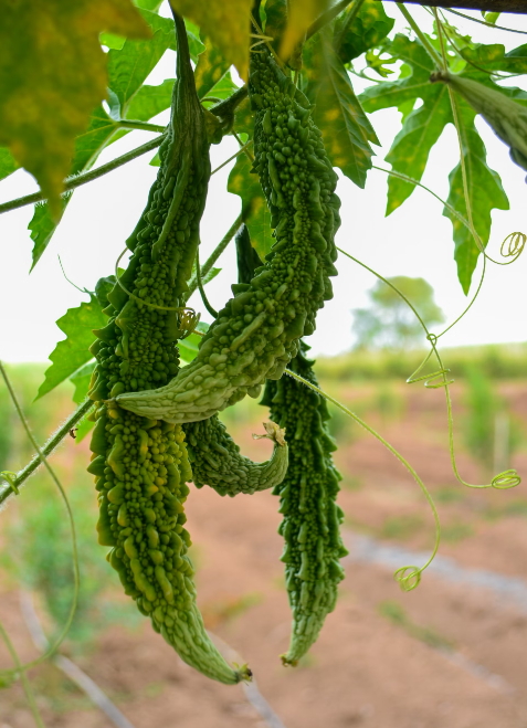 여주의 효능과 부작용 - 알아두면 좋은 정보