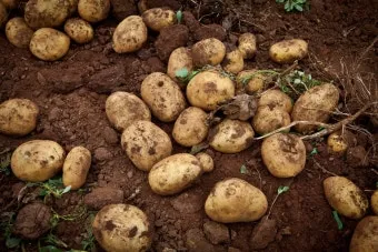 감자 싹나는 시기 파종 시기_12