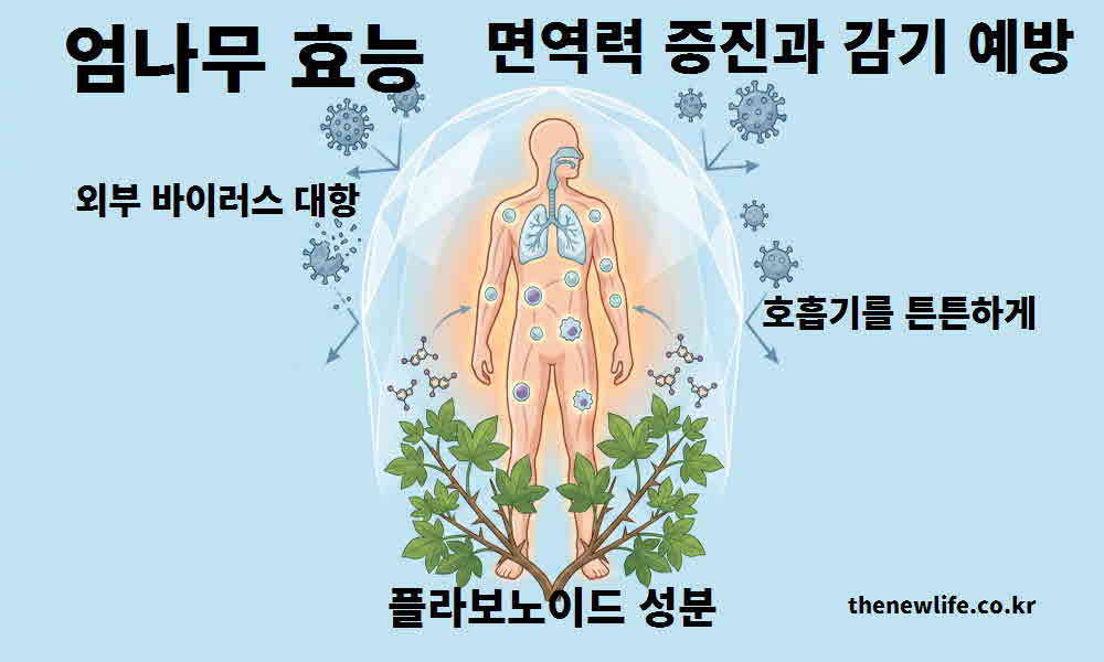 엄나무 효능 면역력 증진 감기 예방
