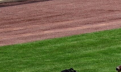 2025년 롯데자이언츠 예매 방법 총정리, 사직구장 직관 성공 꿀팁!