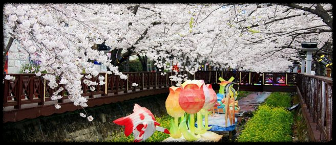 진해 벚꽃 개화 시기 매년 달라지는 이유 - 2025 벚꽃 예상 시기까지