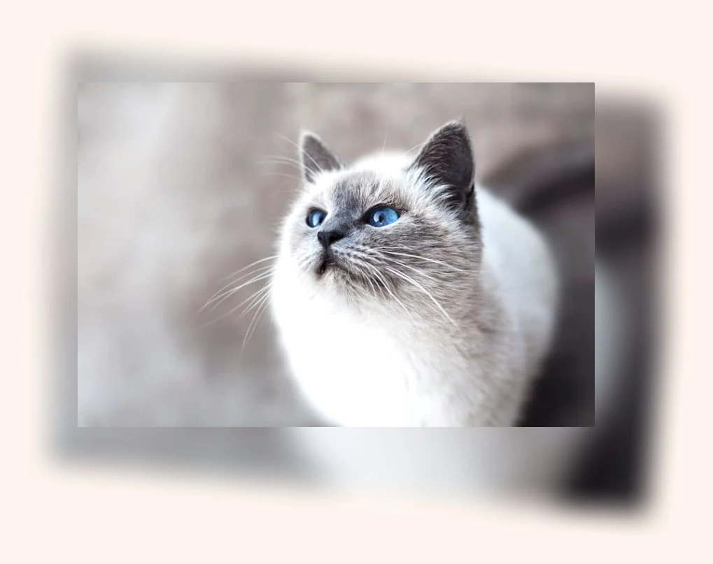 고양이 식기_1_subsection